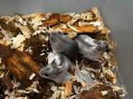 Jonge chinese dwerghamsters ( rechtstreeks van de fokker), Dieren en Toebehoren, Knaagdieren, Hamster, Mannelijk, Juli, Tam
