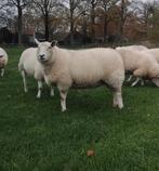 Te koop 8 mooie jonge ooien, Dieren en Toebehoren, Schapen, Geiten en Varkens, Vrouwelijk, Schaap, 0 tot 2 jaar