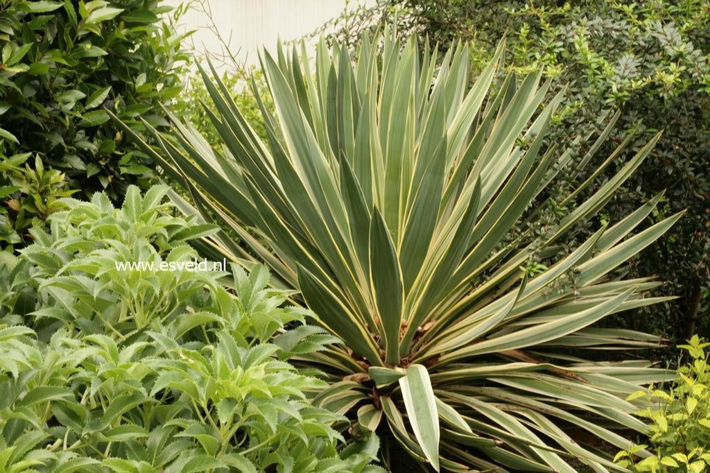 Yucca Gloriosa 'Variegata' - Prachtige Palmlelie, Ophalen of Verzenden, Volle zon