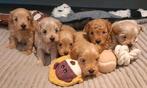 Prachtige Maltipoo pups klein/hyperallergeen/met garantie!, Dieren en Toebehoren, Honden | Chihuahua's en Gezelschapshonden, Rabiës (hondsdolheid)