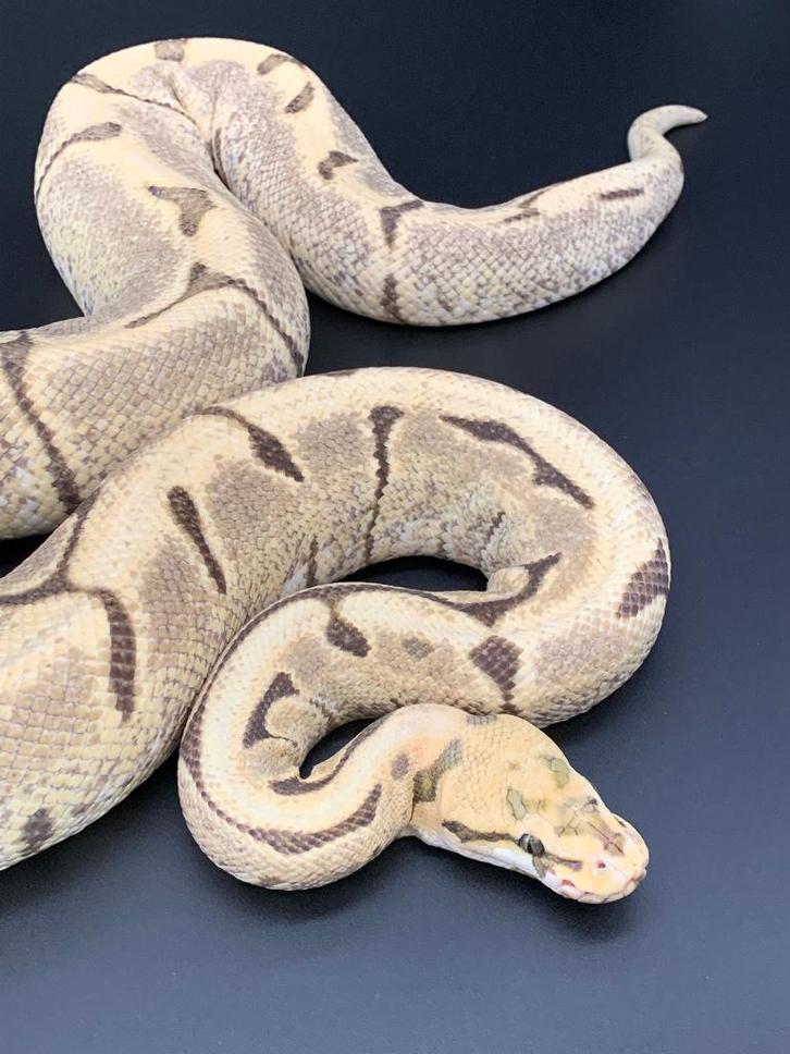 0.1 spider Desert ghost kweekvrouw python regius