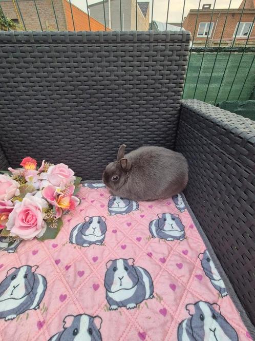 Super lief Mini blauw kleurdwerg voedstertje, Dieren en Toebehoren, Konijnen, Dwerg, Vrouwelijk