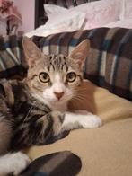 ️️ Twee lieve kittens Pipis & Mika zoeken een warm thuis, Dieren en Toebehoren, Katten en Kittens | Overige Katten, Meerdere dieren