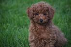 Poedel pups prachtige keuze, Dieren en Toebehoren, Rabiës (hondsdolheid), Meerdere, 8 tot 15 weken, Meerdere dieren