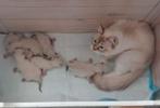 Ragdoll kittens met stamboom, Dieren en Toebehoren, Katten en Kittens | Raskatten | Langhaar, Meerdere dieren, Met stamboom