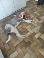 Labradoodle, Rabiës (hondsdolheid), Eén hond, 3 tot 5 jaar, Nederland