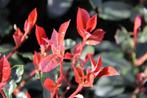Glansmispel ‘Robusta Compacta’ / Photinia x fraseri ‘Robusta, Ophalen of Verzenden, Overige soorten, Minder dan 100 cm
