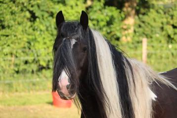 King's pride mooie zwarte bonte tinker ruin beschikbaar voor biedingen