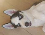 Husky pup van 16 juli 2025, Dieren en Toebehoren, Rabiës (hondsdolheid), 15 weken tot 1 jaar, Reu, Poolhond