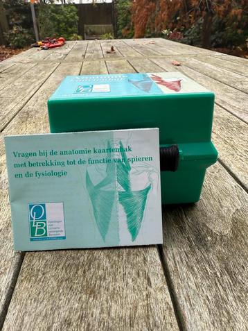 Anatomie Kaartenbak - Spieren en Fysiologie beschikbaar voor biedingen