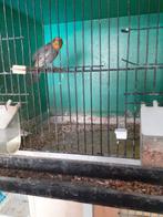 .mexciaanse roodmus man geringd 2022, Dieren en Toebehoren, Vogels | Overige Vogels
