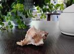 Schelp, Huis en Inrichting, Ophalen of Verzenden