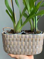 Glanzende plantenpot lichtgroen/parelmoer, Ophalen, Binnen, Zo goed als nieuw, Aardewerk