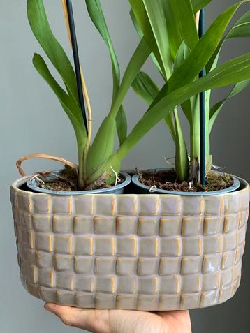 Glanzende plantenpot lichtgroen/parelmoer beschikbaar voor biedingen