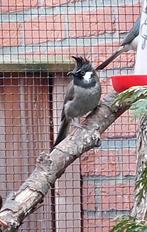 Himalaya Buulbuul, Mannelijk, Tropenvogel, Geringd