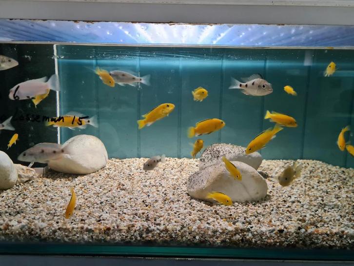 Labidochromis Caeruleus Yellow Malawi Cichliden, Dieren en Toebehoren, Vissen | Aquariumvissen, Zoetwatervis, Vis