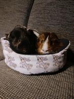Lieve cavias mannetjes zoeken een nieuw huisje., Dieren en Toebehoren, Cavia, Mannelijk, Januari, Tam