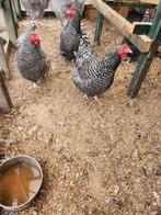 Noord-Hollandse Blauwe kip, Dieren en Toebehoren, Pluimvee, Meerdere dieren, Kip