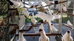 Sierduiven................., Dieren en Toebehoren, Vogels | Duiven, Meerdere dieren, Overige soorten