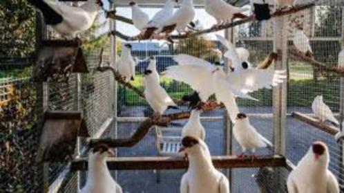Sierduiven................., Dieren en Toebehoren, Vogels | Duiven, Overige soorten, Meerdere dieren
