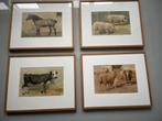 Ingelijste gekleurde, oude platen van boerderij dieren., Antiek en Kunst, Kunst | Etsen en Gravures, Ophalen of Verzenden