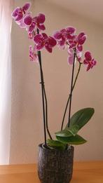 Orchidee plant met buitenpot gratis, Huis en Inrichting, Kamerplanten, Ophalen, Overige soorten, Minder dan 100 cm