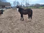 Super lief mak hengstveulen  Sjors, Dieren en Toebehoren, Paarden, Minder dan 160 cm, Niet van toepassing, 0 tot 2 jaar, Hengst