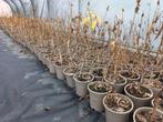 500 stuks hortensis strong annabelle, Vaste plant, Halfschaduw, Zomer, Ophalen
