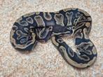 Ghi triple het pied/hypo/desert ghost man, Dieren en Toebehoren, Reptielen en Amfibieën, Slang, 0 tot 2 jaar
