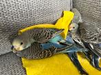 Jonge grasparkieten, Dieren en Toebehoren, Vogels | Parkieten en Papegaaien, Meerdere dieren, Parkiet