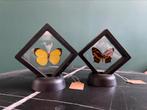 Kleine opgezette vlinders in transparant lijstje -taxidermie, Ophalen of Verzenden, Zo goed als nieuw, Insect, Opgezet dier