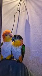 Nieuwe eigenaar gezocht Twee Caiques (Roestkop en Zwartkop), Meerdere dieren, Papegaai
