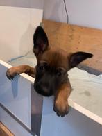 Mechelse Herder Pups nog 1 beschikbaar, Dieren en Toebehoren, Parvo, 8 tot 15 weken, Groot, Meerdere