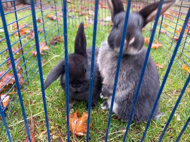 2 nhd rammetjes, Dieren en Toebehoren, Konijnen, Dwerg, Mannelijk, Hangoor