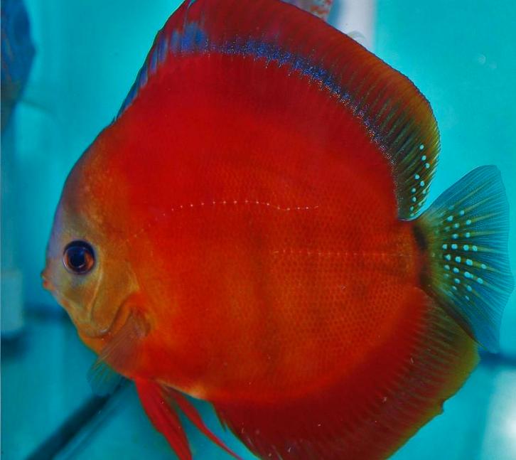 Discus Red Cover 8 cm - Siner - Koidreams, Dieren en Toebehoren, Vissen | Aquariumvissen, Zoetwatervis, Vis