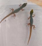 Lygodactylus conraui (Beurs Houten 1 juni), Amfibie
