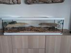 Prachtig glazen verblijf aquarium terrarium, Kooi, Hamster, Zo goed als nieuw, 75 tot 110 cm