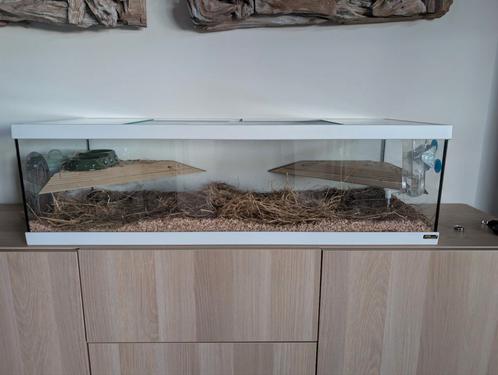 Prachtig glazen verblijf aquarium terrarium, Dieren en Toebehoren, Knaagdieren en Konijnen | Hokken en Kooien, Zo goed als nieuw