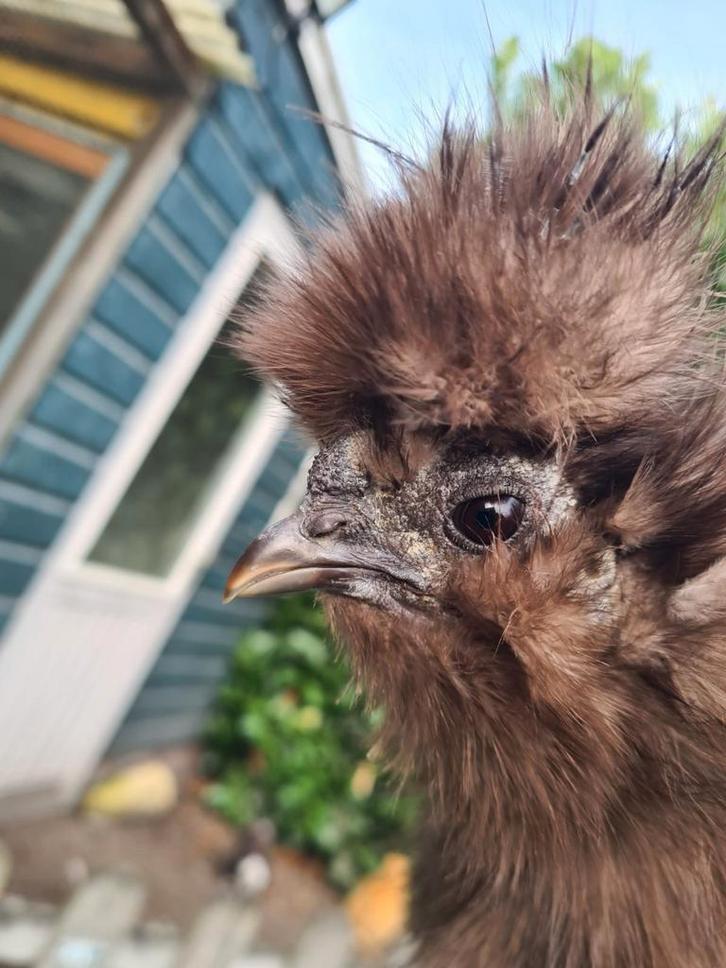 Choco de haan (USA zijdehoender), Dieren en Toebehoren, Pluimvee, Kip, Mannelijk