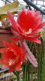 22 epiphyllum stekken, interessante soorten,..., Cactus, Minder dan 100 cm, Bloeiende kamerplant, Halfschaduw