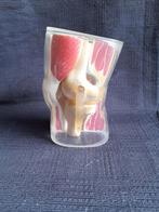 Anatomisch model knie, Ophalen of Verzenden
