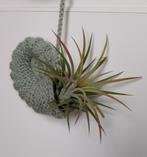 Tillandsia (kamerplantje, luchtplantje) in unieke hanger., Ophalen of Verzenden