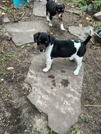 Boerenfox puppies te koop alleen nog reutje, Rabiës (hondsdolheid), Overige rassen, 8 tot 15 weken, Meerdere