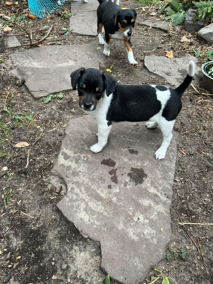 Boerenfox puppies te koop alleen nog reutje, Dieren en Toebehoren, Honden | Jack Russells en Terriërs, Meerdere dieren, Overige rassen
