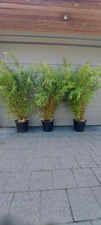 Niet woekerende bamboe  , fargesia nitida volcano, Tuin en Terras, Ophalen, Bamboe