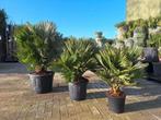 Chamaereops humilis vulcano, dwergpalm, Ophalen, Overige soorten, Halfschaduw