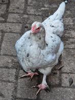 Kippen hennen marants, Dieren en Toebehoren, Pluimvee, Vrouwelijk, Kip