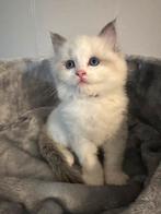 ✨nog  1 prachtige Ragdoll katert met stamboom, Dieren en Toebehoren, Meerdere dieren, Ontwormd, 0 tot 2 jaar