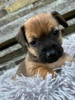 Lief bruin Jack Russel teefje! Mag vanaf 23/8 opgehaald!, Dieren en Toebehoren, Honden | Jack Russells en Terriërs, Jack Russell Terriër