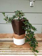 Bonsai Cotoneaster cascade, Tuin en Terras, Planten | Bomen, Ophalen of Verzenden
